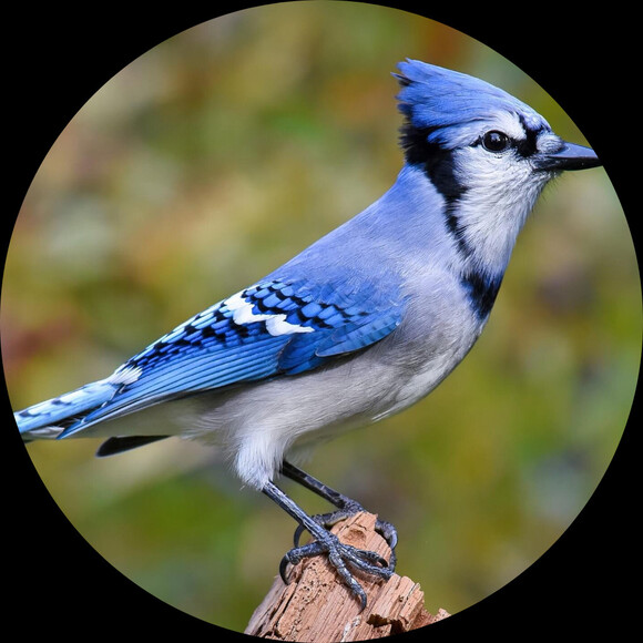paradisebirds